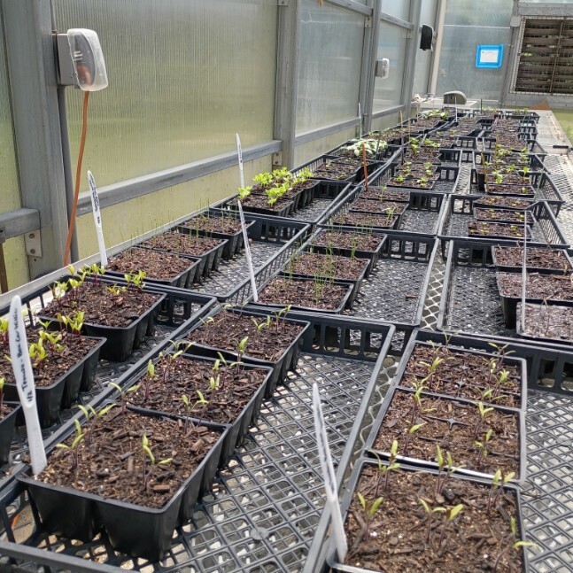 greenhouse