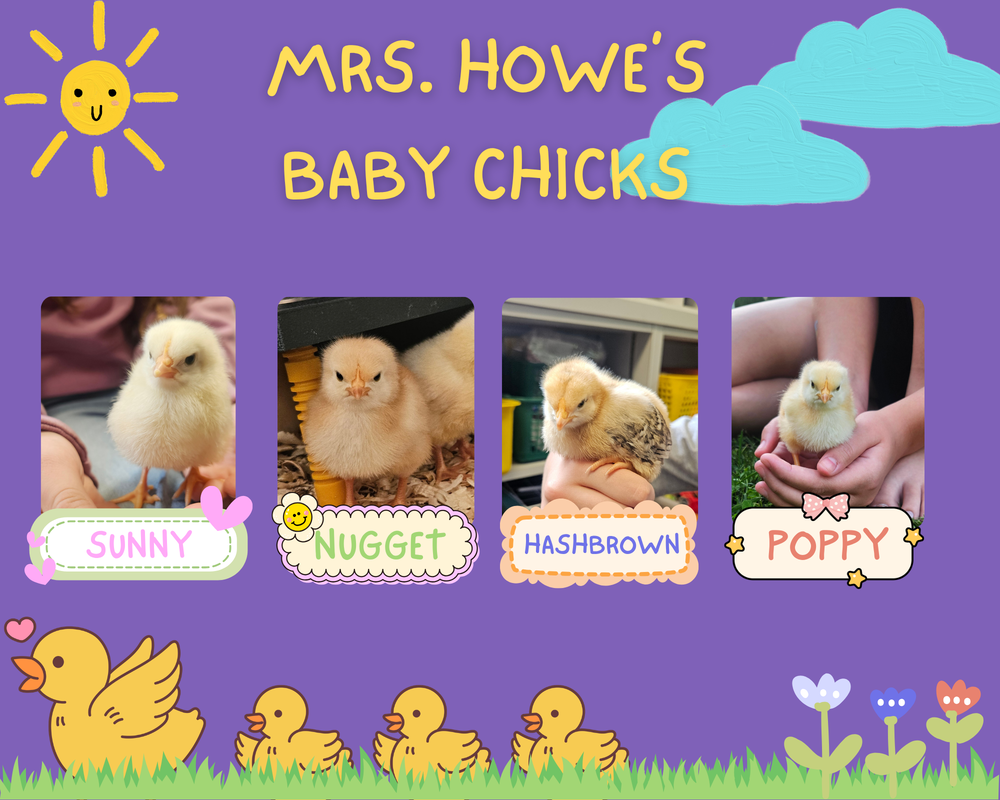 chicks2