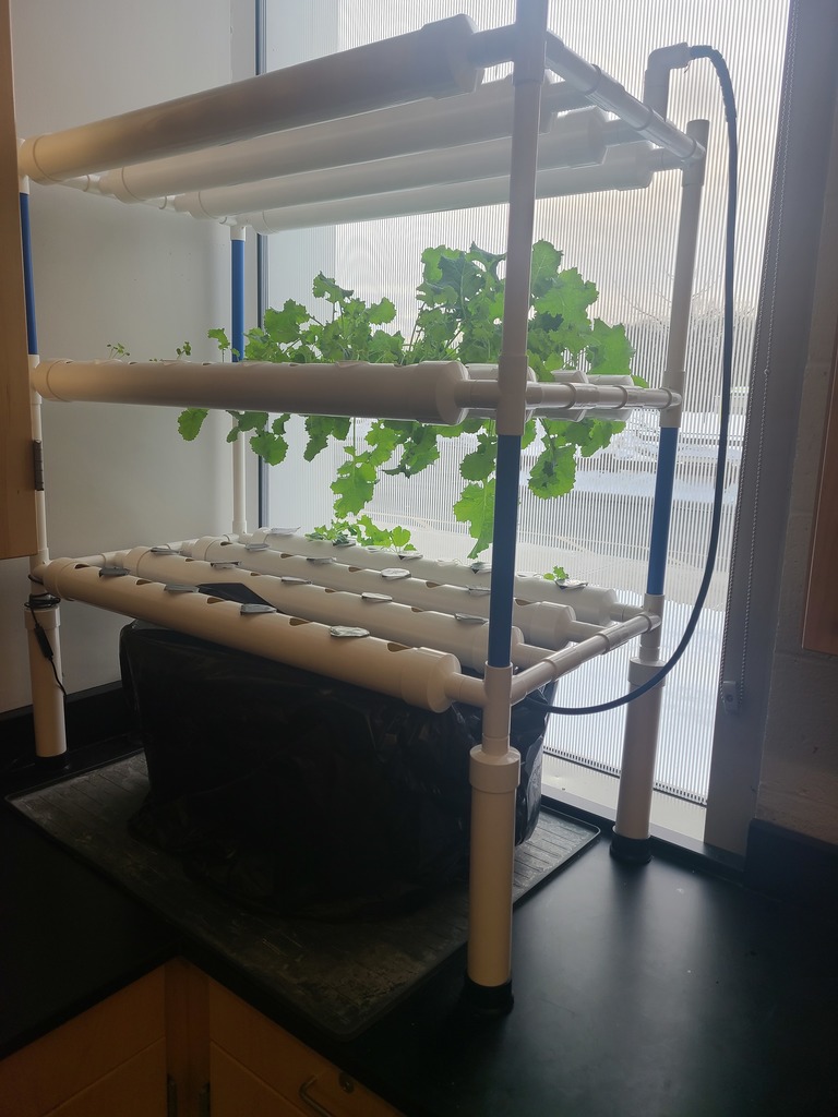 lettuce growing in the hydroponics system