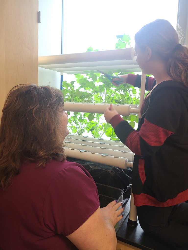 Student and Adult harvesting lettuce growing in the hydroponics system