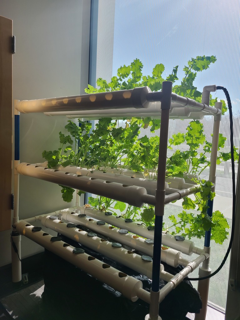 lettuce growing in the hydroponics system