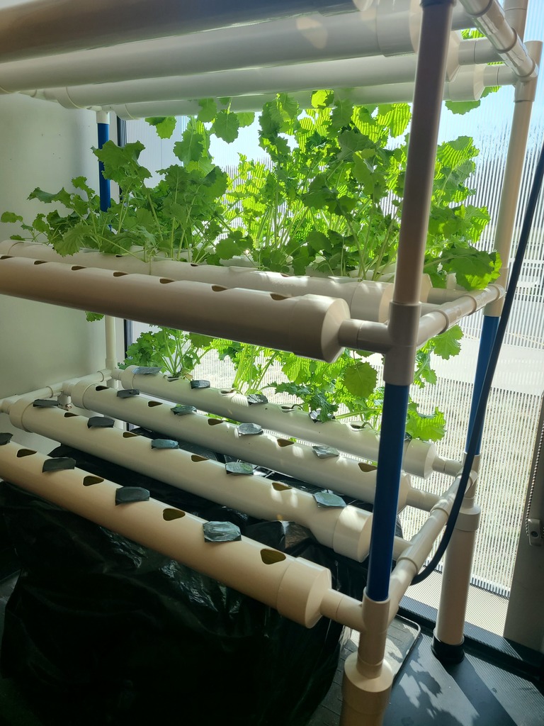 lettuce growing in the hydroponics system