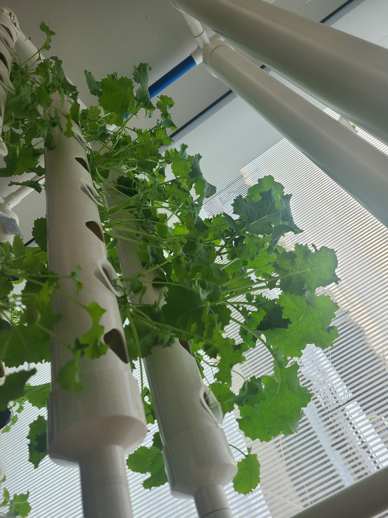 close up of lettuce growing in the hydroponics system