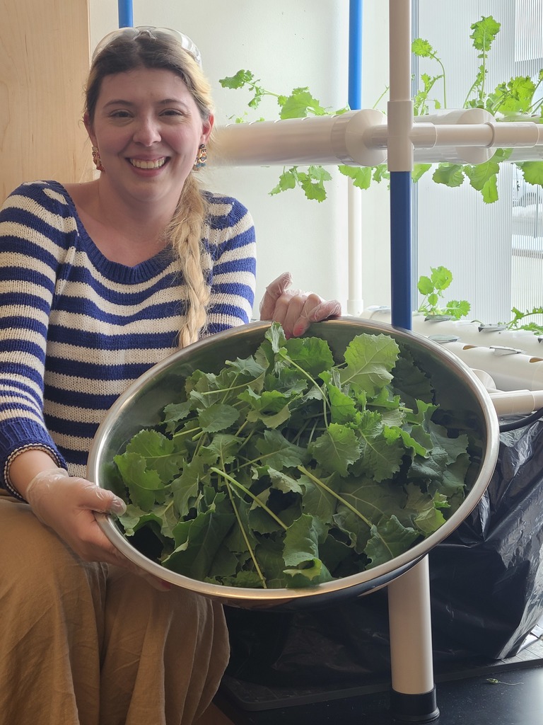 Adult harvesting lettuce growing in the hydroponics system