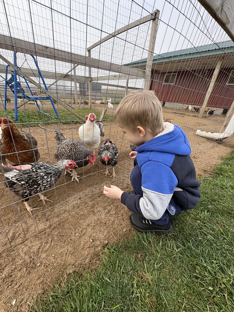 Grandma's Pumpkin Patch Field Trip Feeding Chickens
