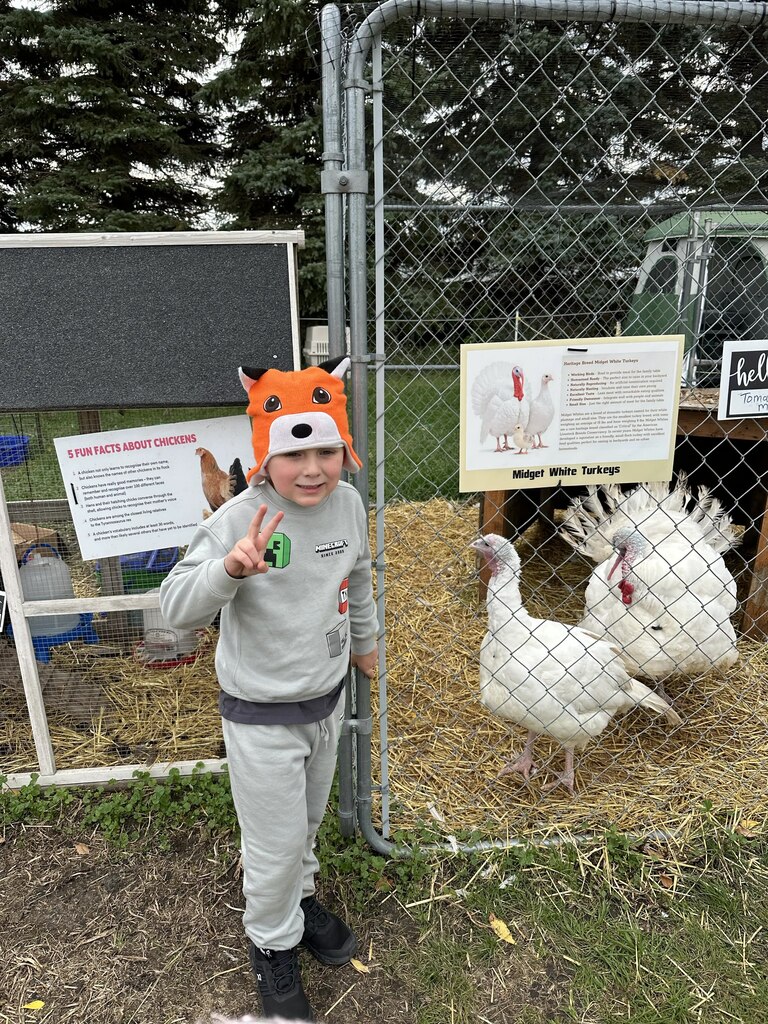 a boy and the turkeys