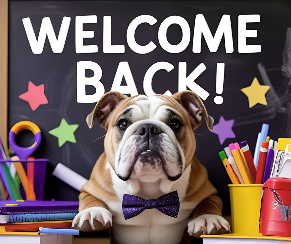 Welcome Back! A picture of a bulldog at a desk