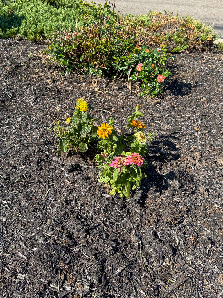 A small cluster of newly planted flowers in shades of yellow, orange, and pink sits in dark mulch near a landscaped area.