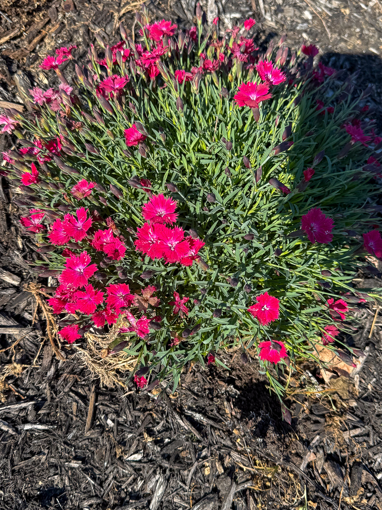 A close-up of a flowering plant with bright pink blossoms growing in a freshly mulched garden bed.