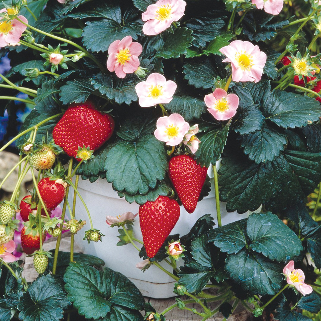 strawberry
