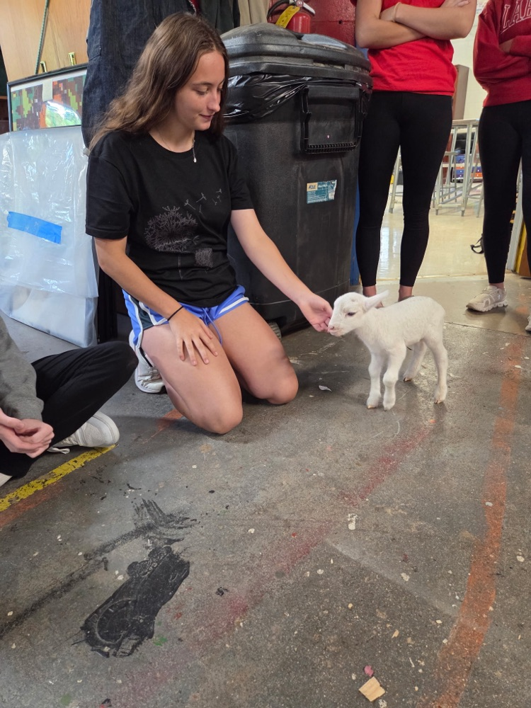 baby sheep 