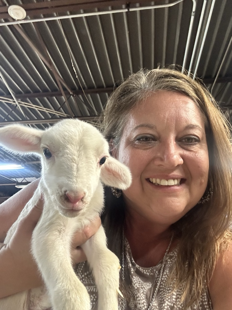 baby sheep 