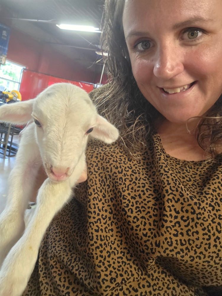 baby sheep 