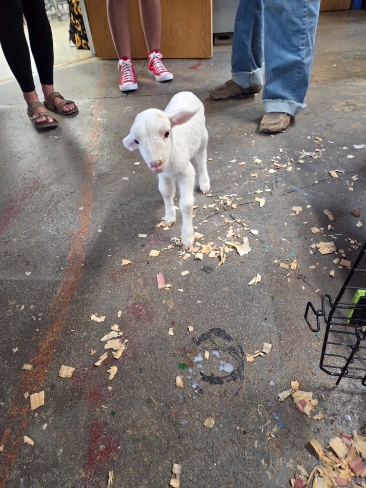 baby sheep 