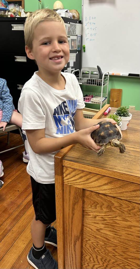 turtle lesson 