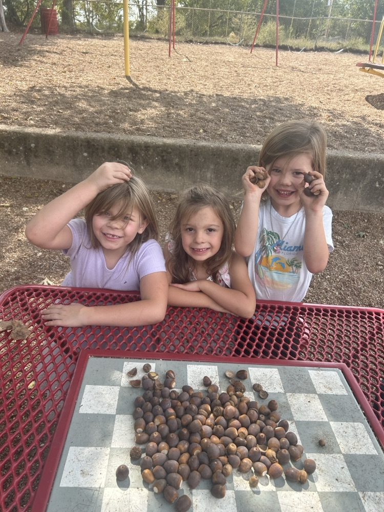 acorns 