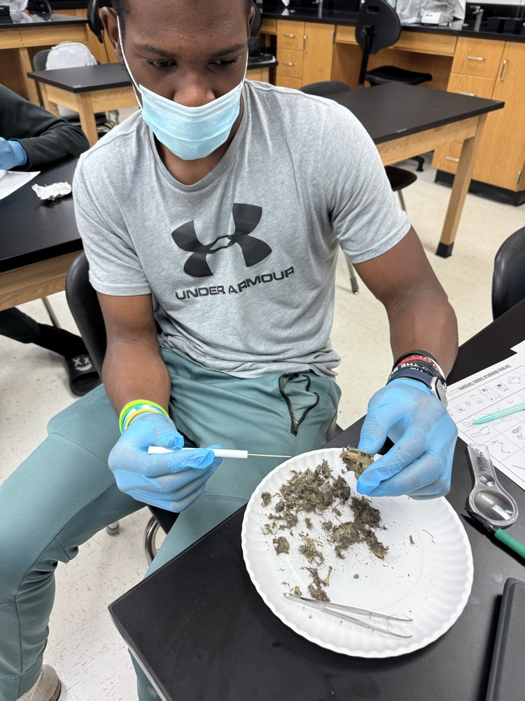 dissection