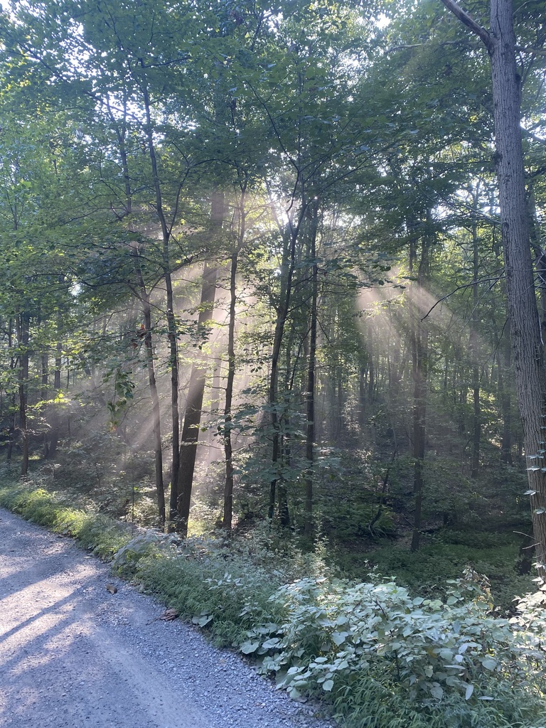 sunshine