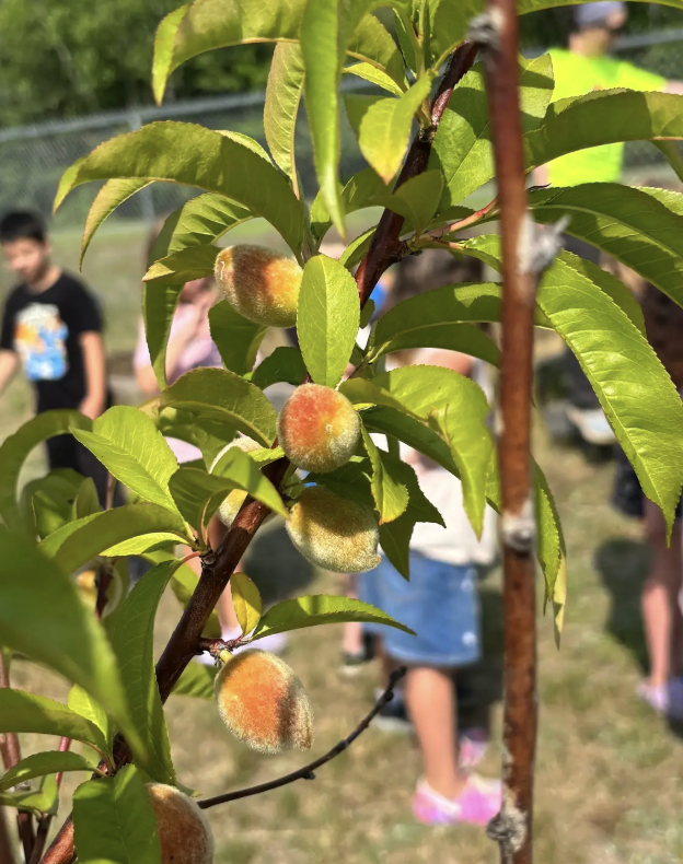 peaches 1