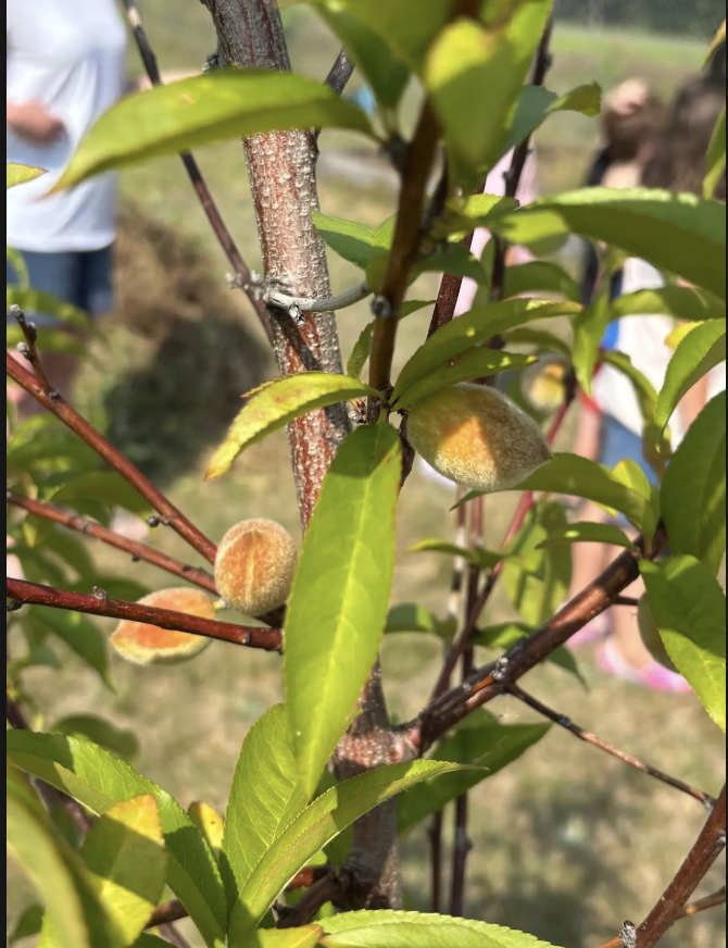 peaches 2