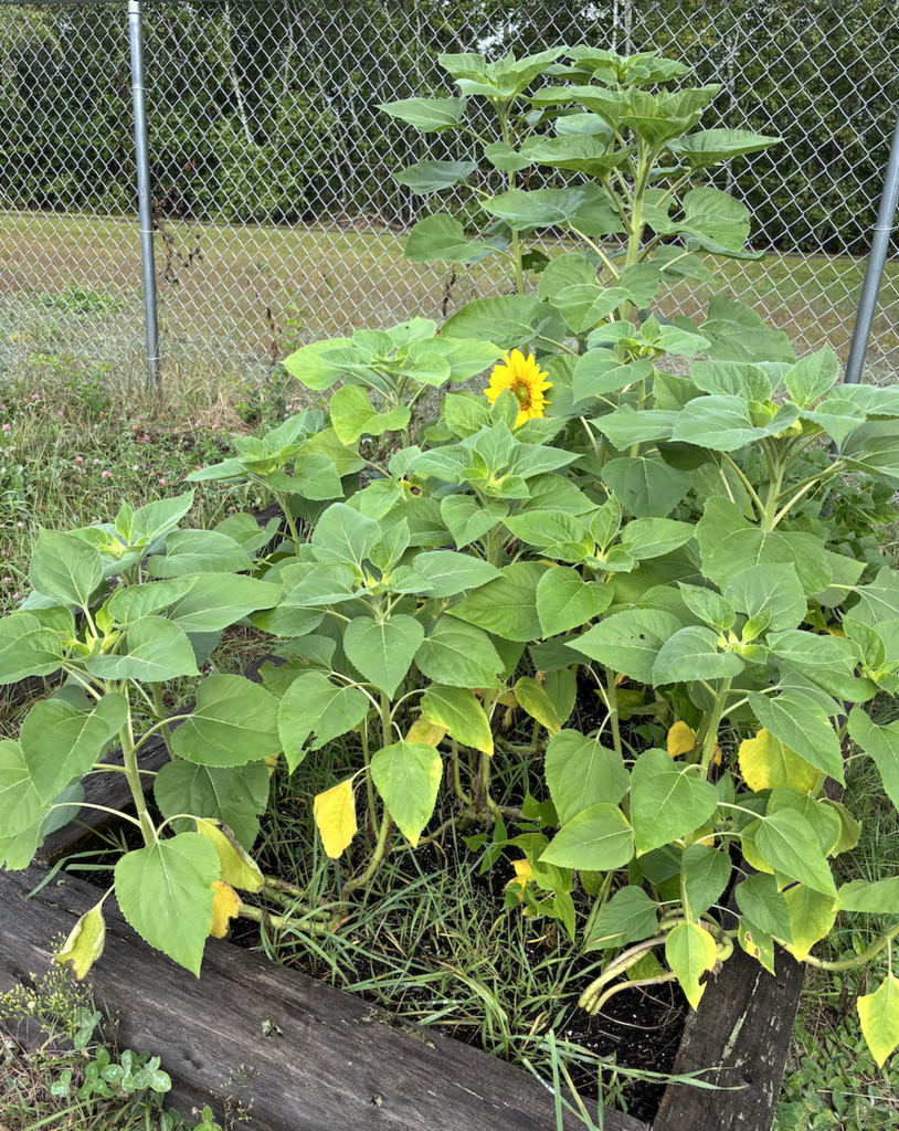 sunflowers