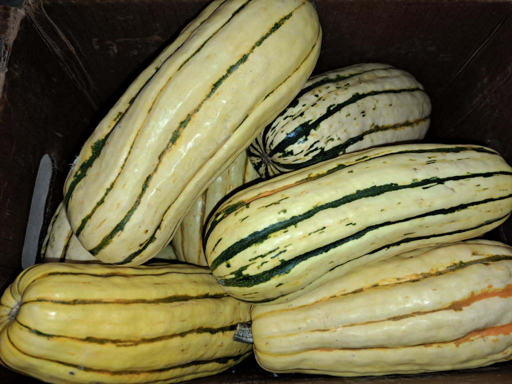 Delicata squash 