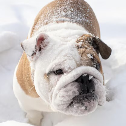 Bulldog in the snow