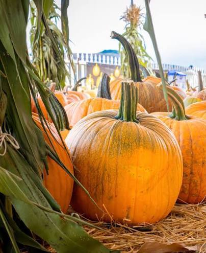 pumpkins