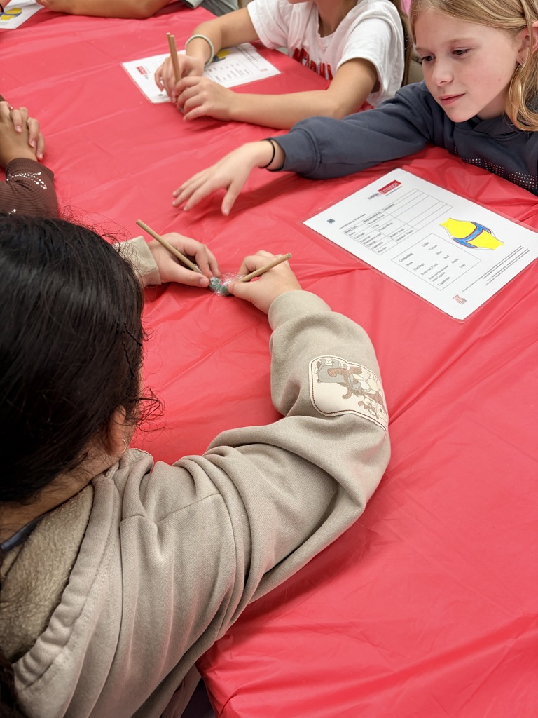 3rd grade - Animals Inside-Out 
