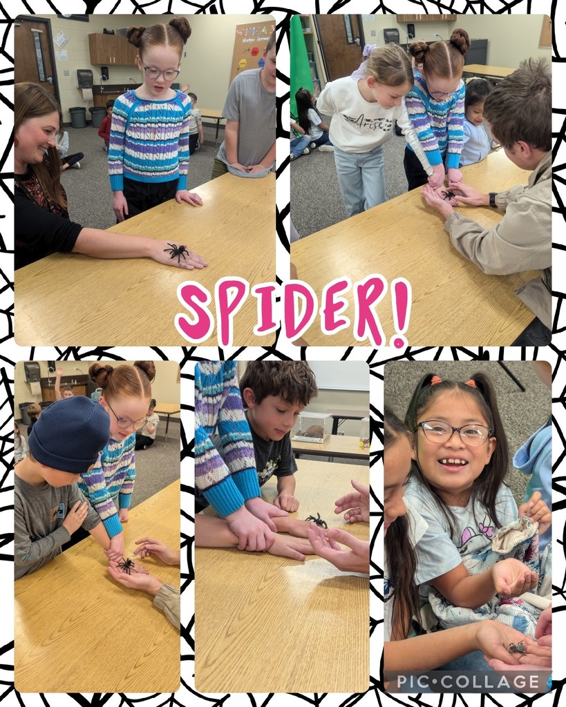 Spiders