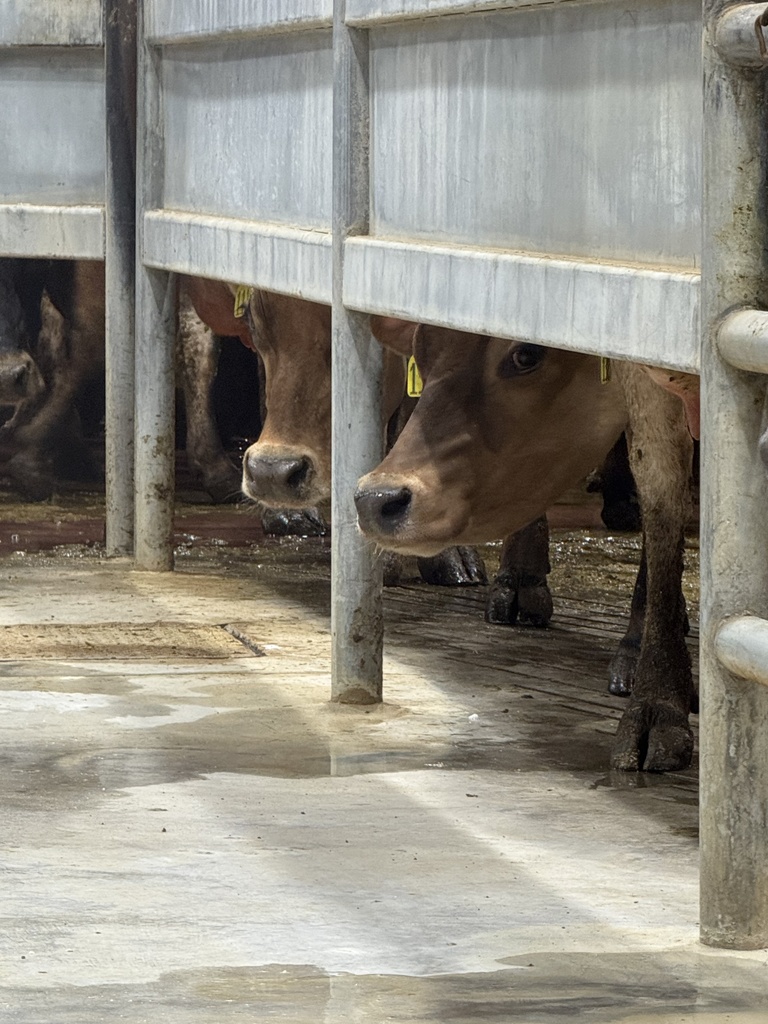 2026 Dairy Field Trip