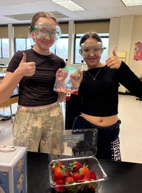 strawberry lab work