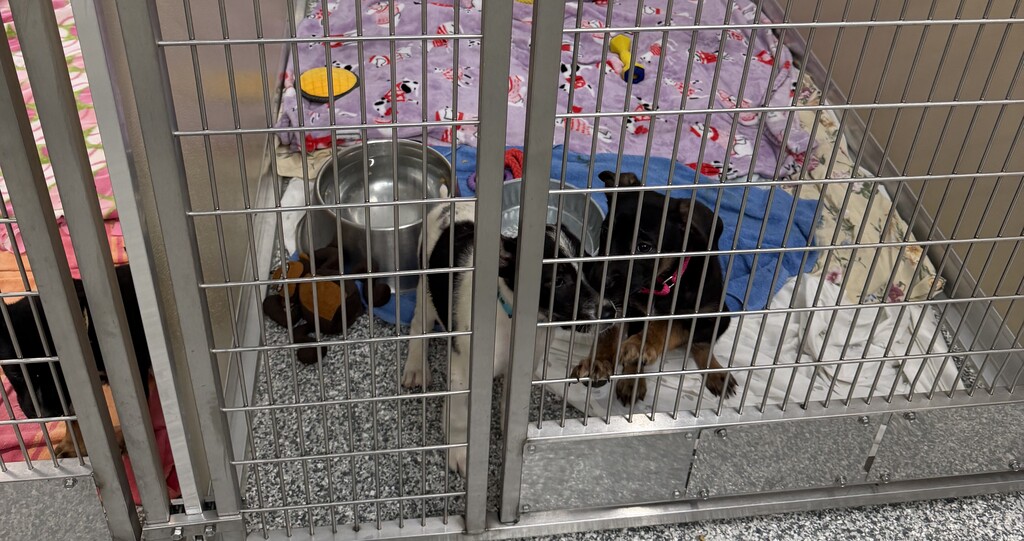 animal shelter dog