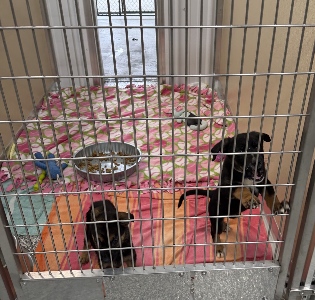 animal shelter dog