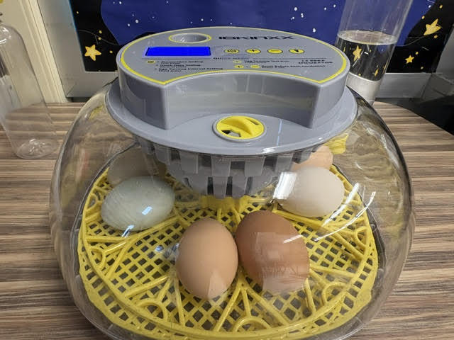 eggs in incubabator