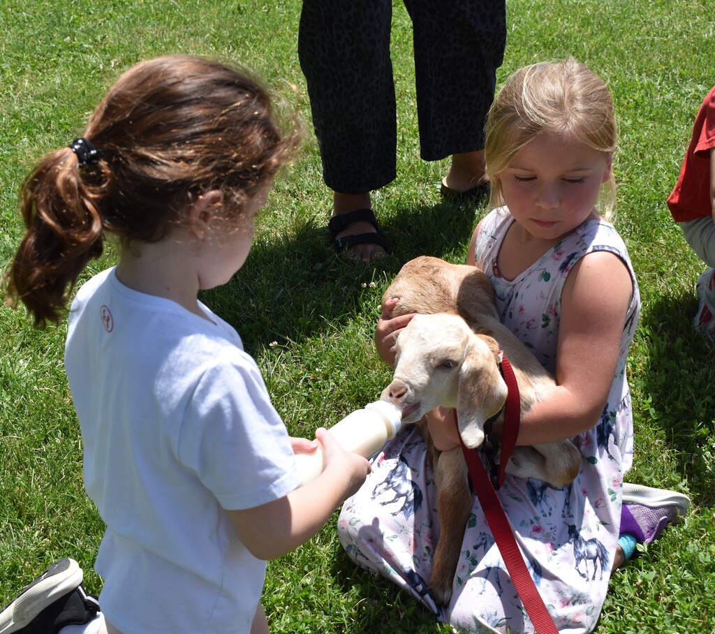kids feeding goats