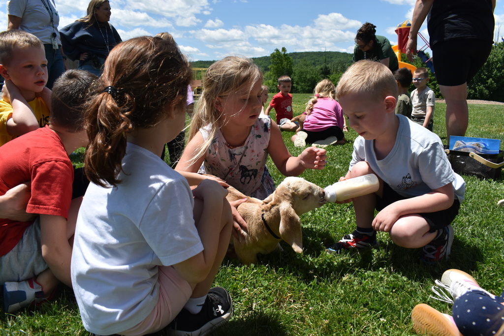 kids feeding goats
