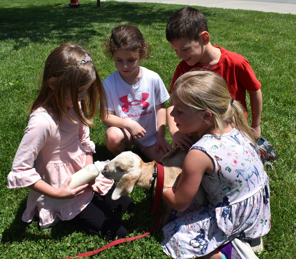 kids feeding goats