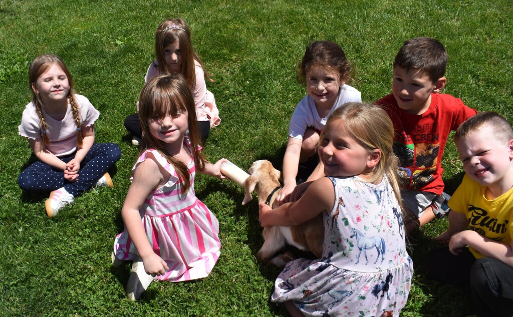 kids feeding goats