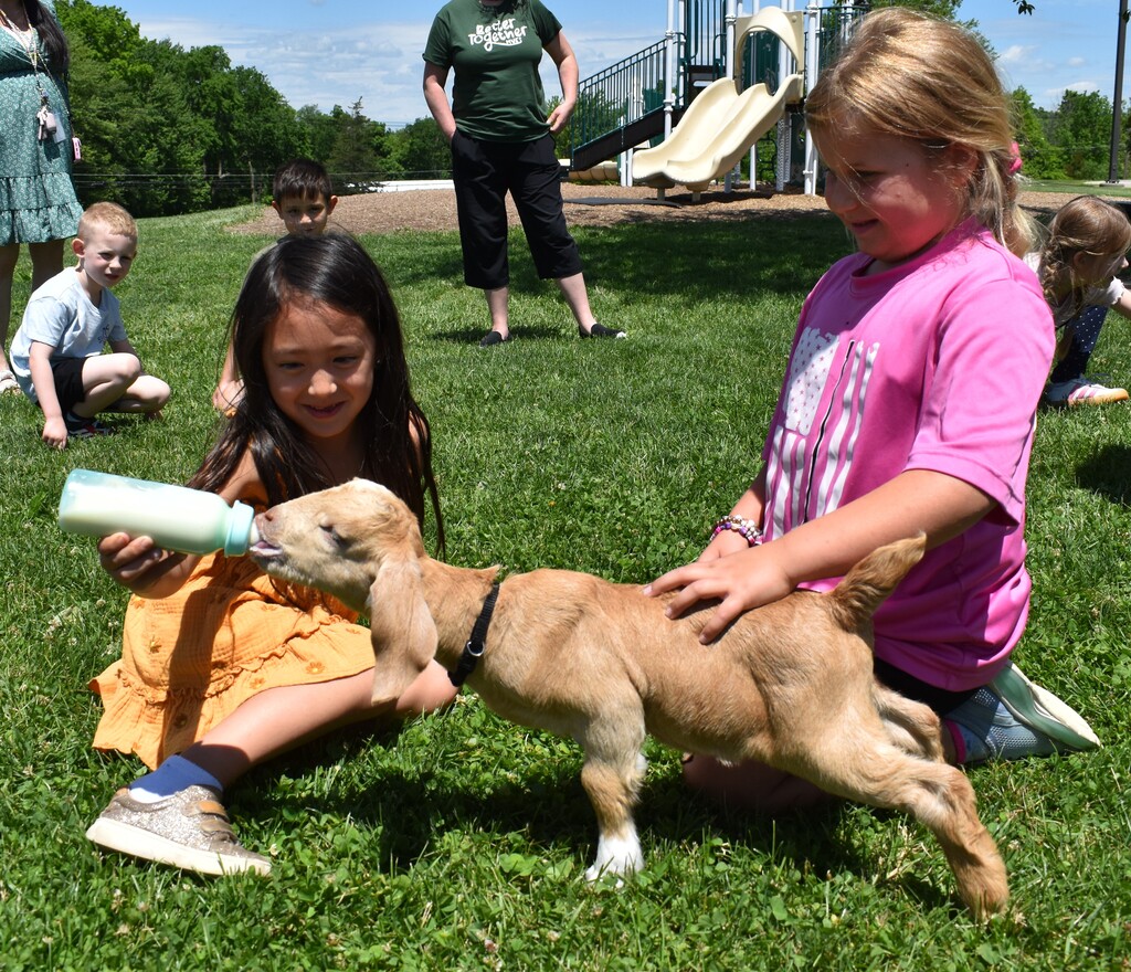 kids feeding goats