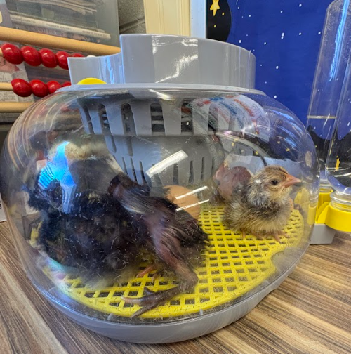 hatching chicks