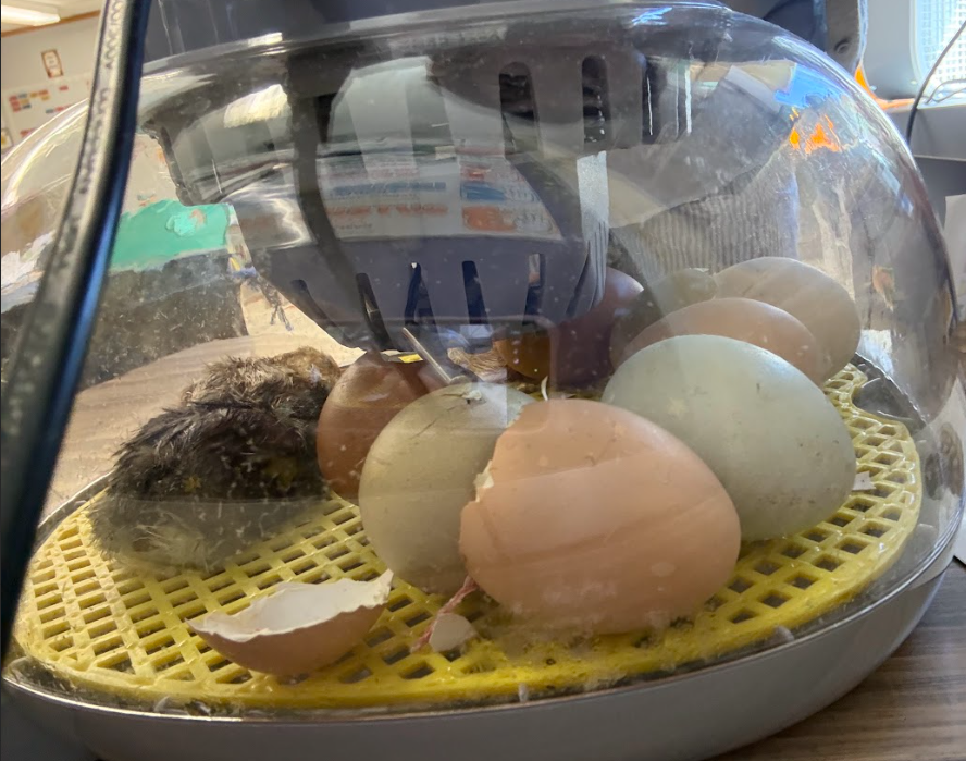 hatching chicks
