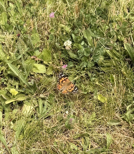 butterfly release