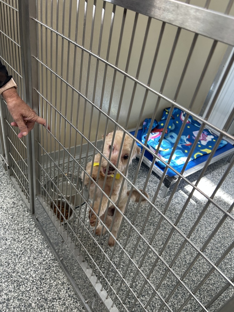 feeding a dog