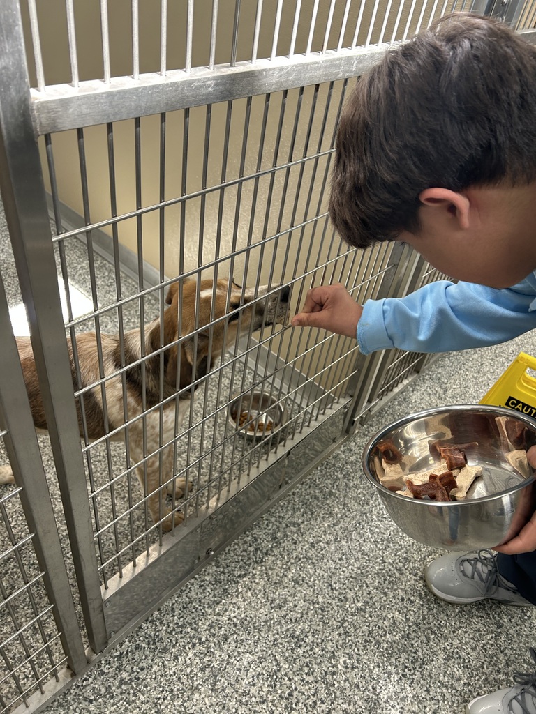 feeding a dog