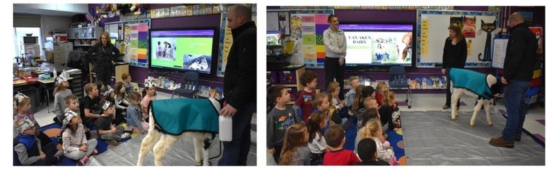 students in classroom with calf