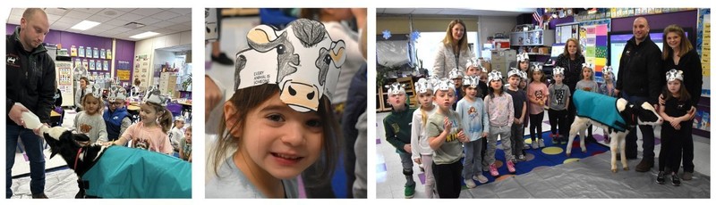 students in classroom with calf