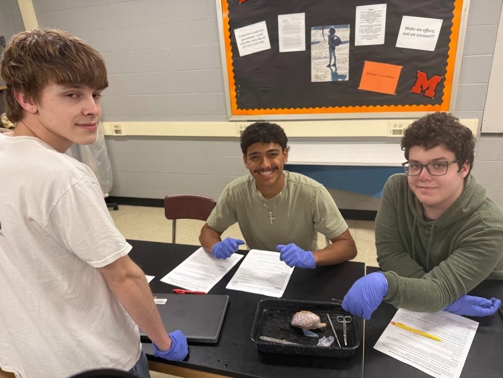 sheep brain dissection
