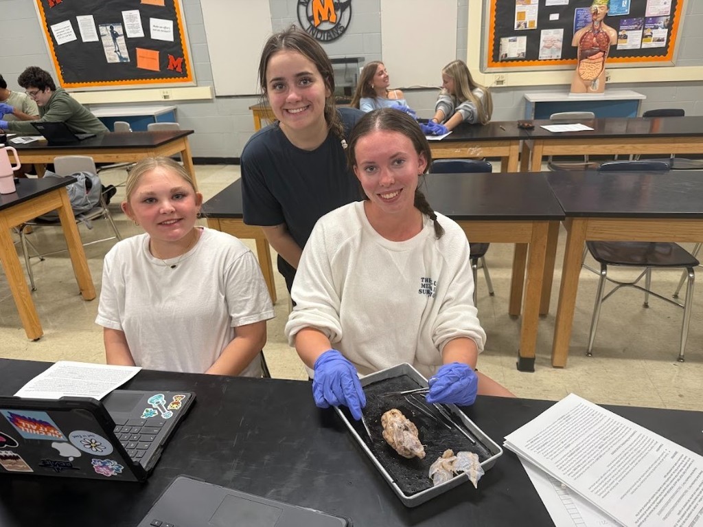 sheep brain dissection