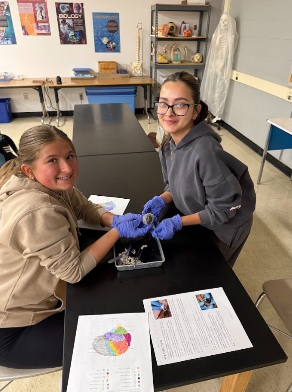 cow eye dissection